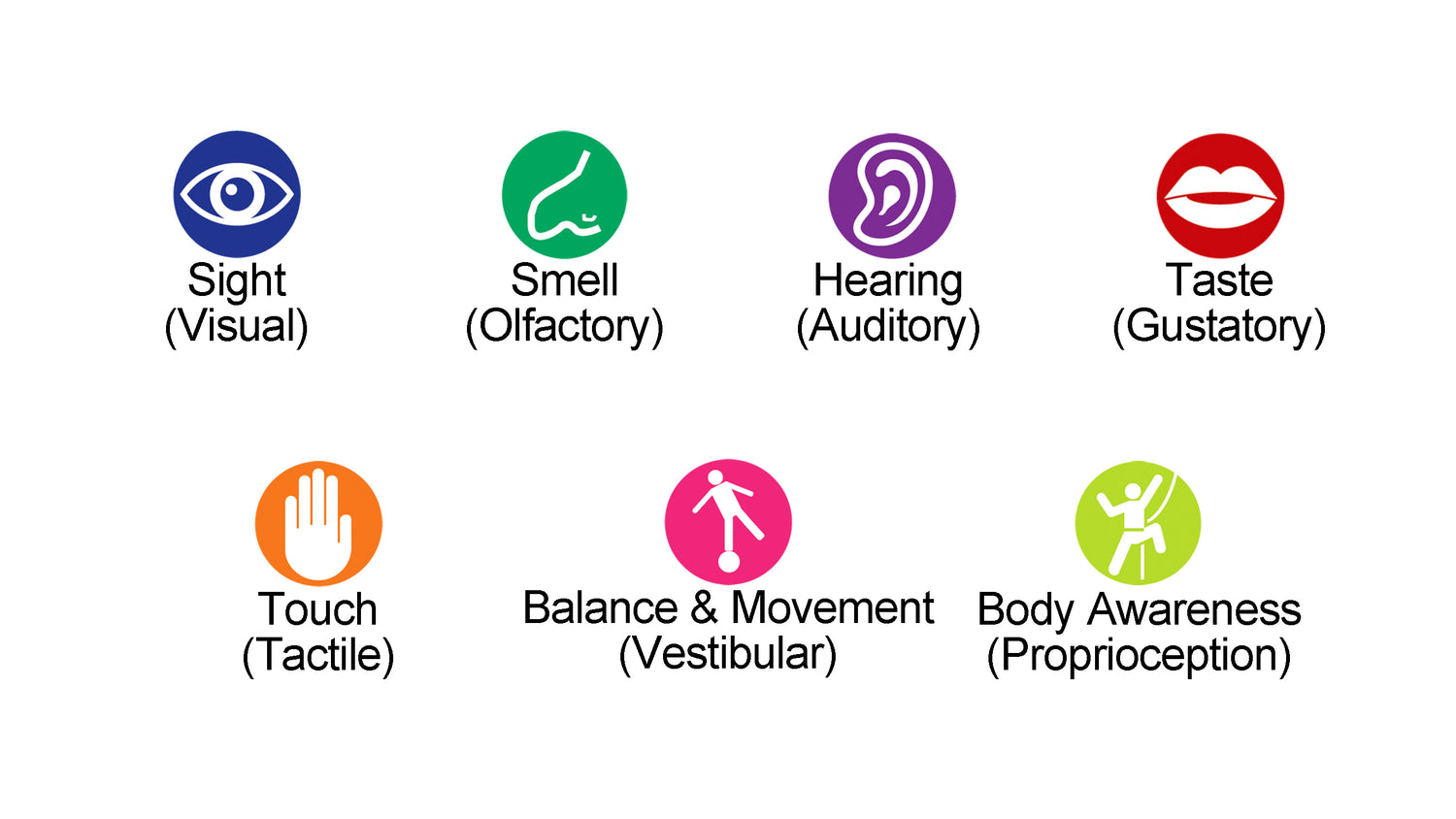 What are the 7 senses?