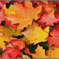 Calming Green Leaves Classroom Rug, view 4