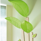 Leafy Tree Canopy Reading Nook Wall Decor by HABA Pro