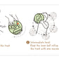 Tai Chi Loop Ball
